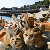 Aoshima: Japan's 'Cat Island' Where Felines Outnumber Humans 36 to 1