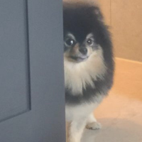 Yeontan (BTS) - Discussion on PDB