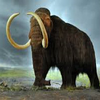 🔥 Woolly Mammoth MBTI ENFJ or ENFP?