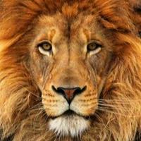 Lion MBTI Personality Type: ENTJ or ENTP?