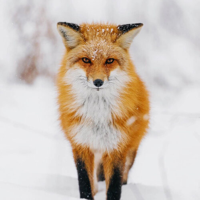 Fox MBTI Personality Type: ESTP or ESTJ?