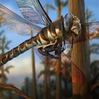 giant dragonfly extinct