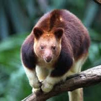 🔥 Tree Kangaroo Personality: INFP or ENFP?