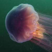 🔥 Lion's Mane Jellyfish MBTI INTP or INTJ?