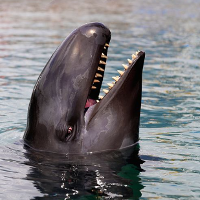 🔥 False Killer Whale MBTI ESTP or ESTJ?