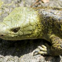 Solomon Islands Skink MBTI Which MBTI Pdb App   D5515bb3fda24a05bd4e464cfcf9fb3c 