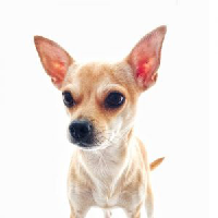 Chihuahua Mbti Stereotypes: Estj