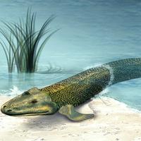 Tiktaalik - Discussion on PDB