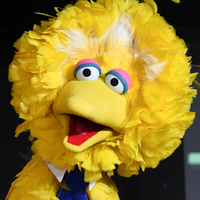 🔥 Big Bird MBTI Personality Type ISFP or ISFJ?